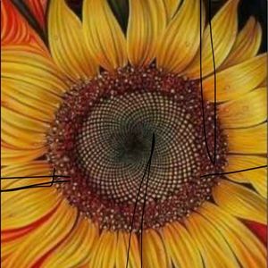 Love me a Sunflower 🌻